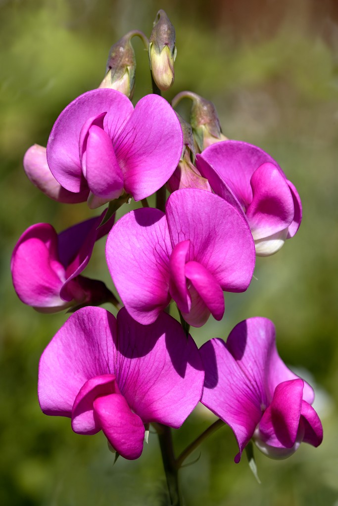 voornes duin tenellaplas Quackjeswater natuur natuurgebied natuurmonumenten hdr duinen Zuid Hollands landschap polder bossen natuurreservaat Natura 2000